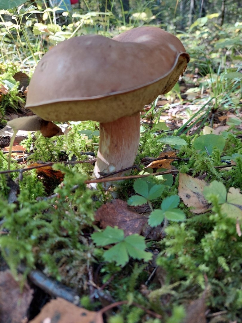 Опасные грибы Владимирской области