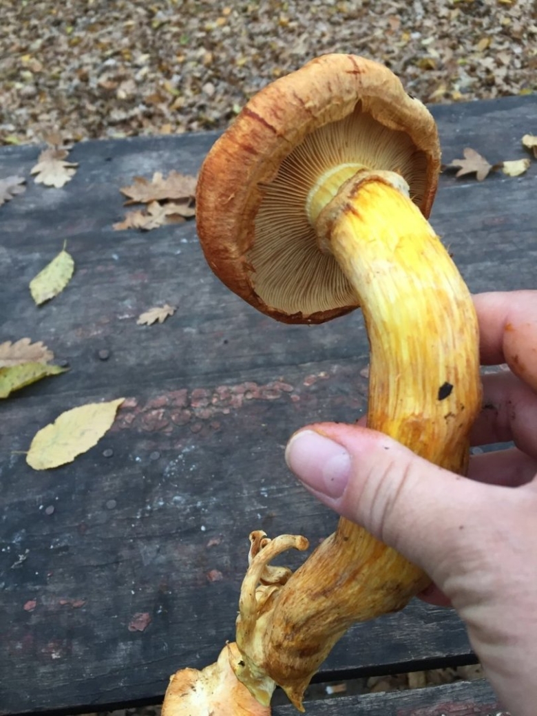 Gymnopilus junonius