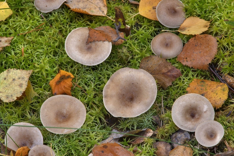 Млечник блеклый грибы