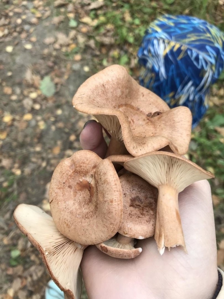 Млечник дубовый Lactarius Quietus