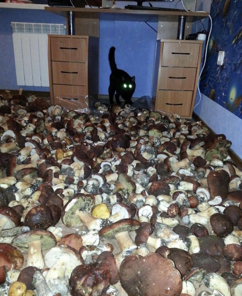 Грибы у дома