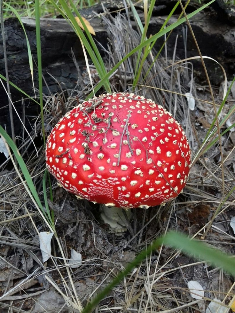 Белопольский гриб в Волгоградской области фото