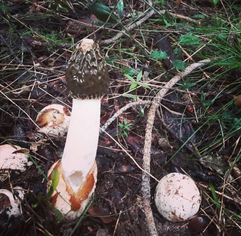 Весёлка обыкновенная гриб