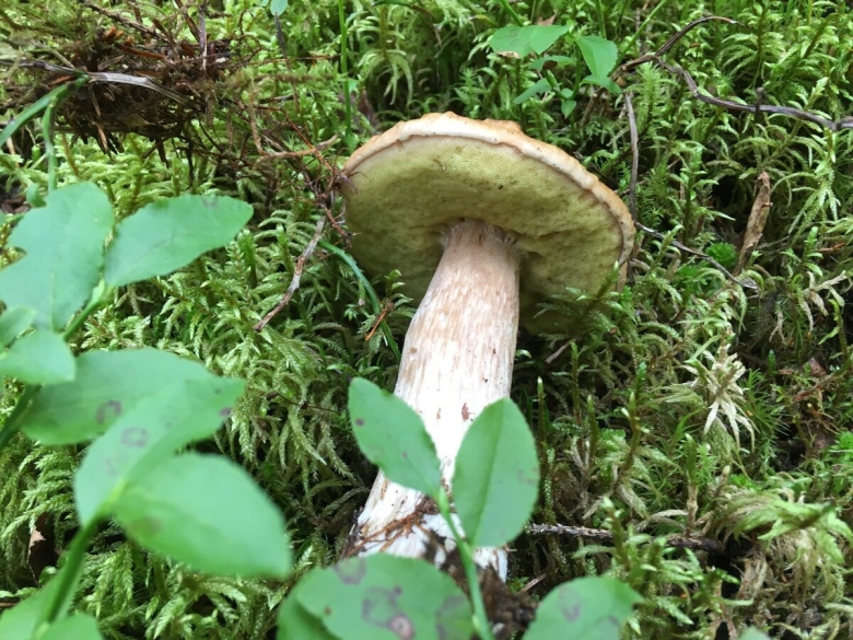 Грибы хорошие и плохие фото