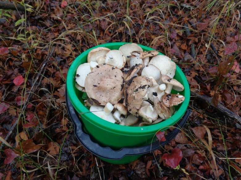 Абрамушкин грибы