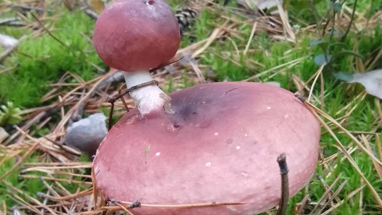 Сыроежка фиолетовая съедобная