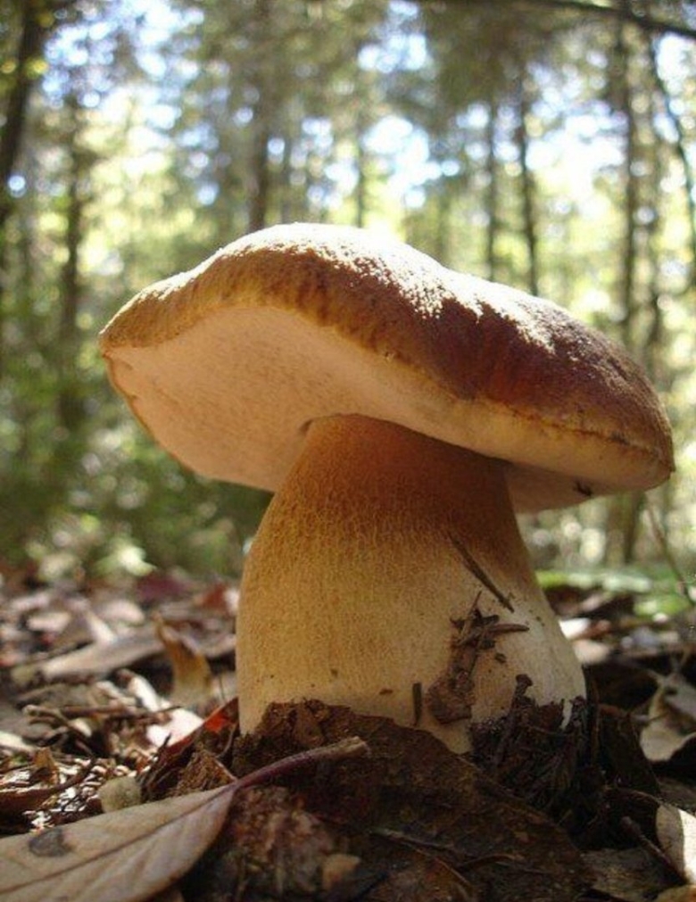 Смешной грибочек