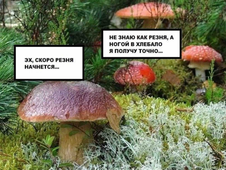 Смешной грибочек