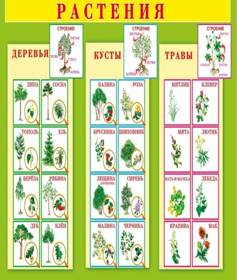 Царство растений для детского сада