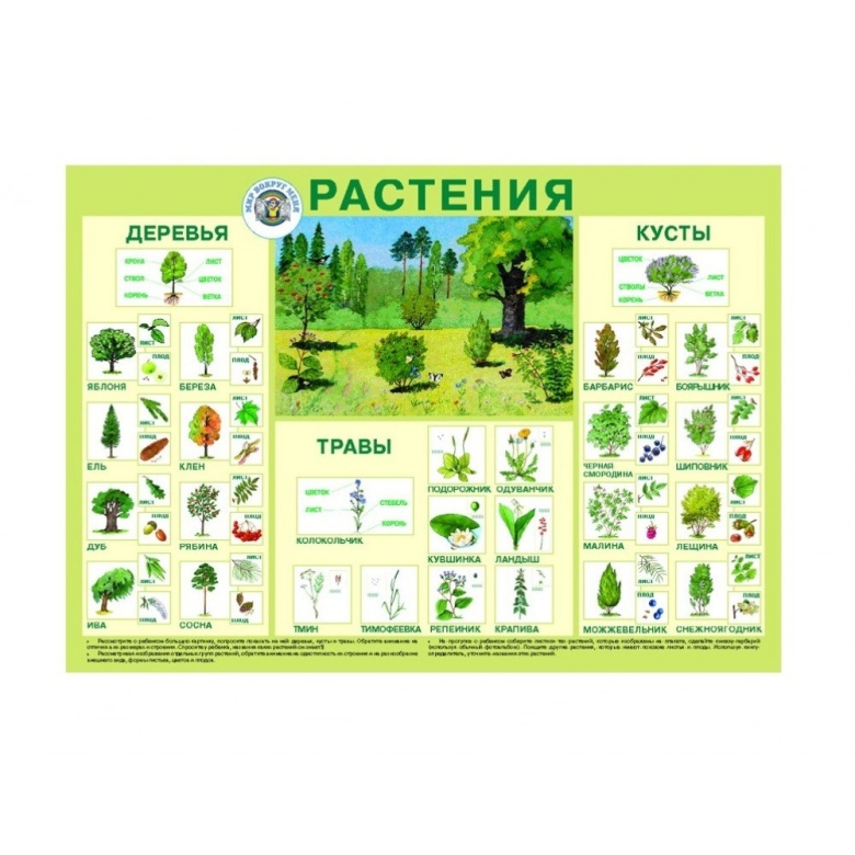 Название кустарников и трав