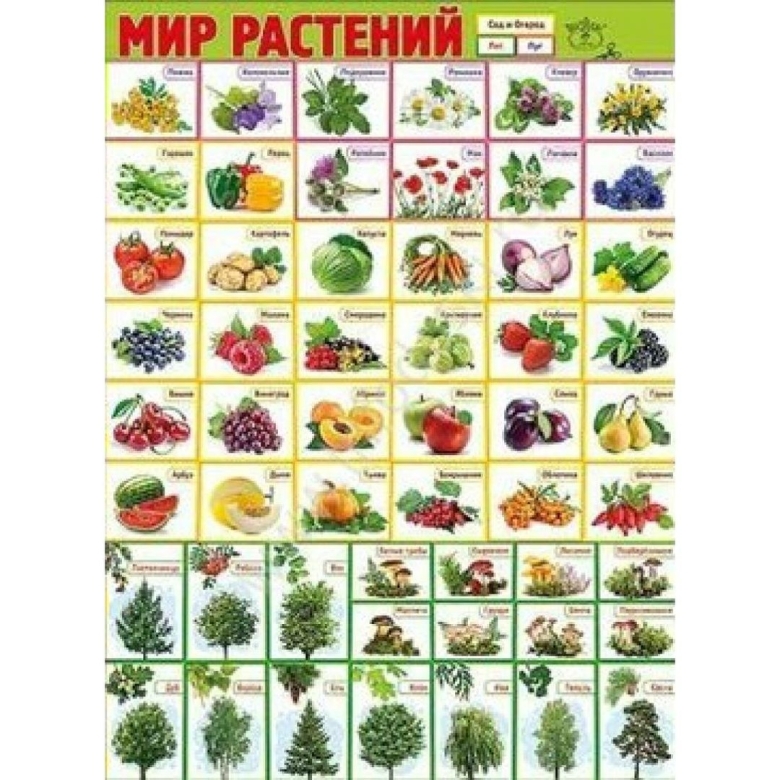 Цветы плакат для детей