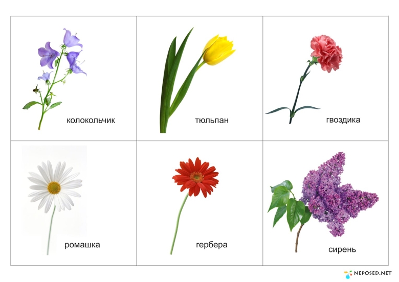 Лото луговые полевые садовые цветы