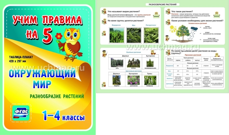 Упражнение про разнообразие растений