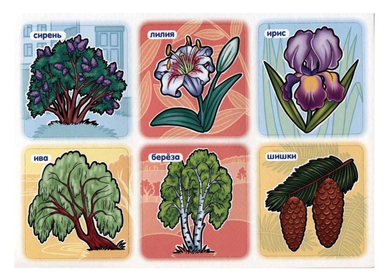 Растения карточки для детей