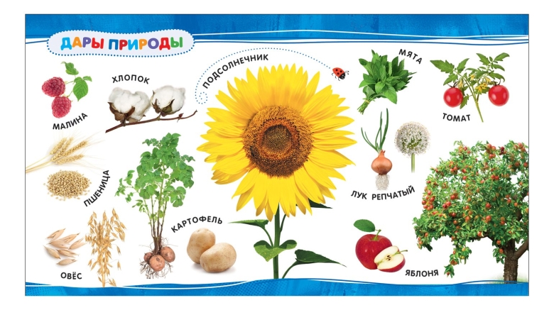 Растения картинки для детей дошкольного возраста