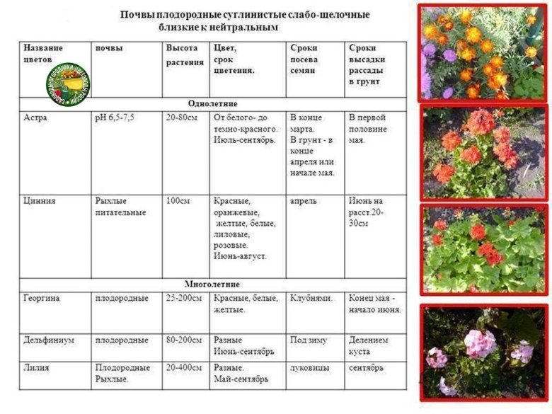 Таблица периода цветения многолетников