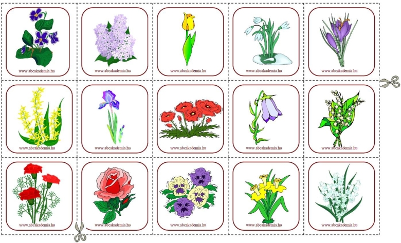 Цветы карточки для детей