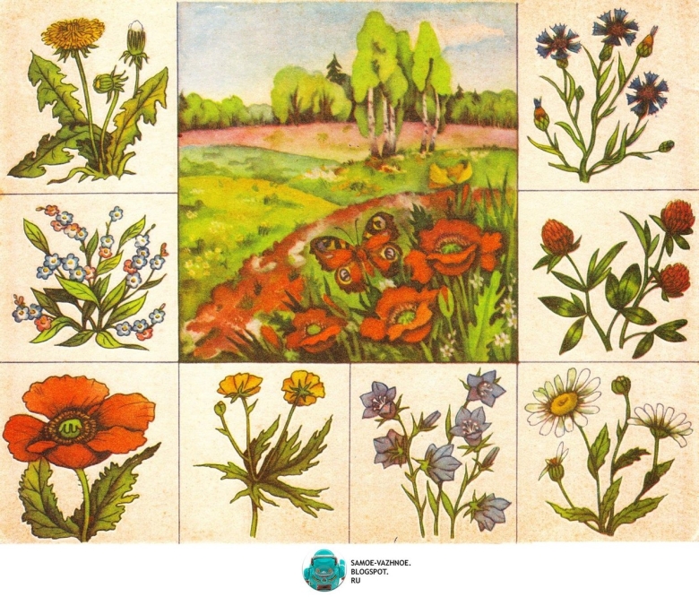 Лото «в мире растений»