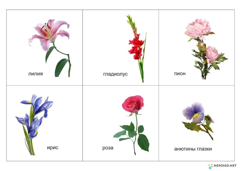 Лото луговые полевые садовые цветы