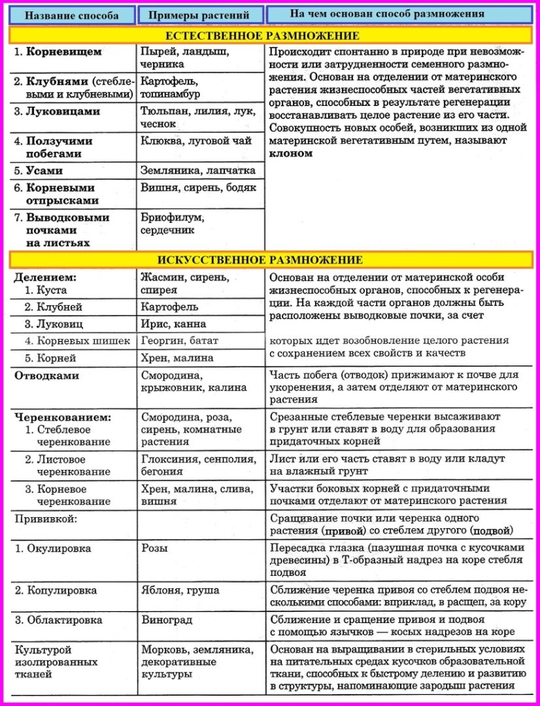 Вегетативное размножение способы вегетативного размножения таблица