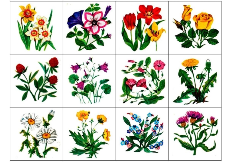 Лото луговые полевые садовые цветы