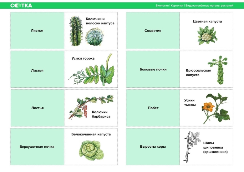 Ботаника биология