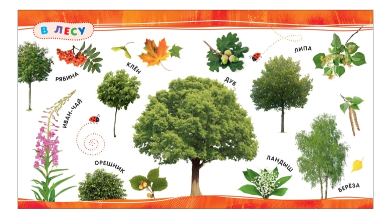 Деревья и кустарники для детей