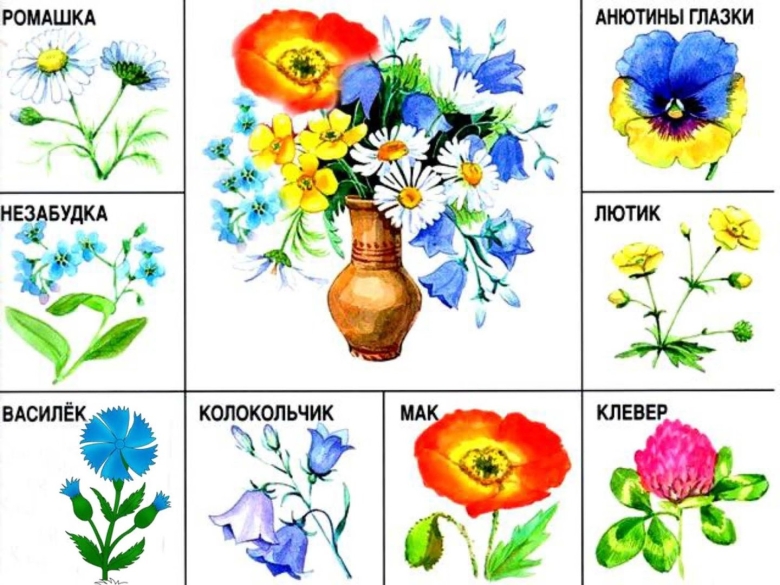 Лото луговые полевые садовые цветы