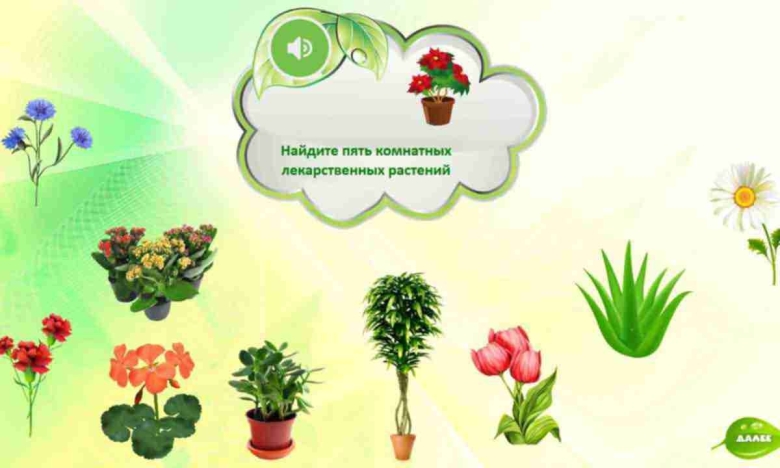 Комнатные цветы для дошкольников