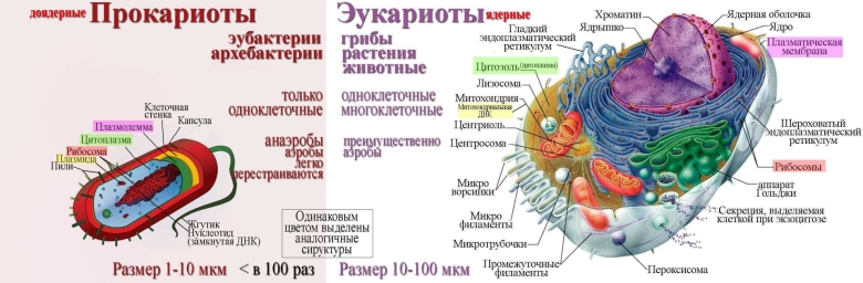 Функции органоидов клеток эукариот