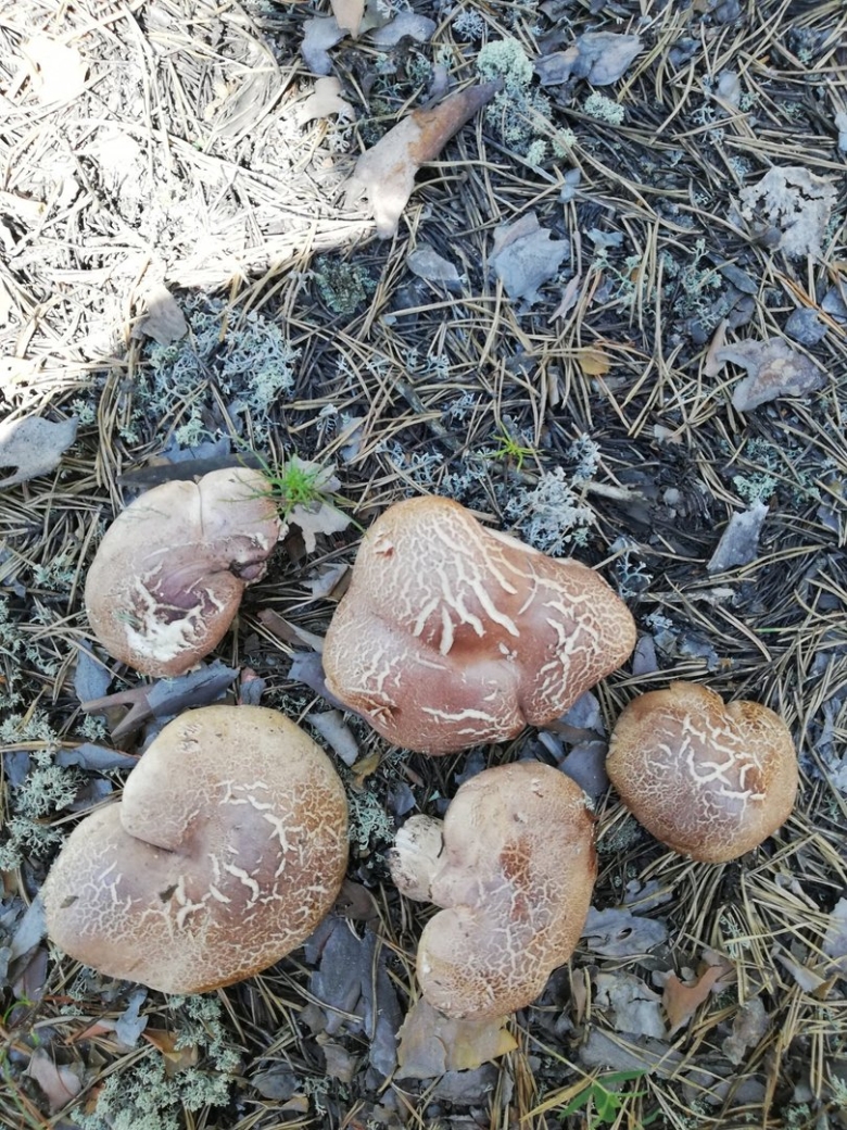 Грибы которые растут кучками