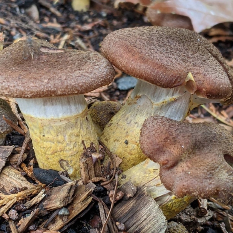 Опёнок толстоногий