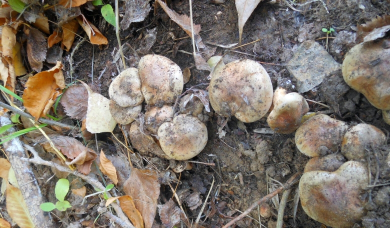 Рядовка Тополевая съедобный гриб