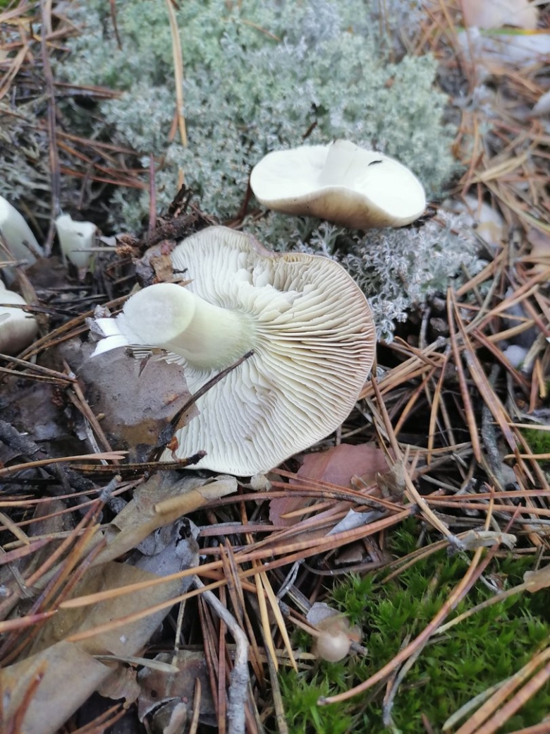 Boletopsis leucomelaena