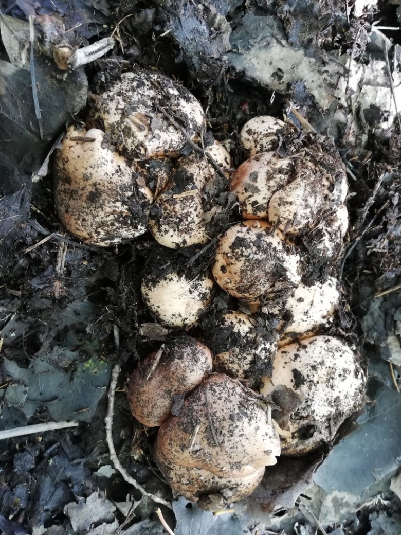 Опята Тополиная рядовка