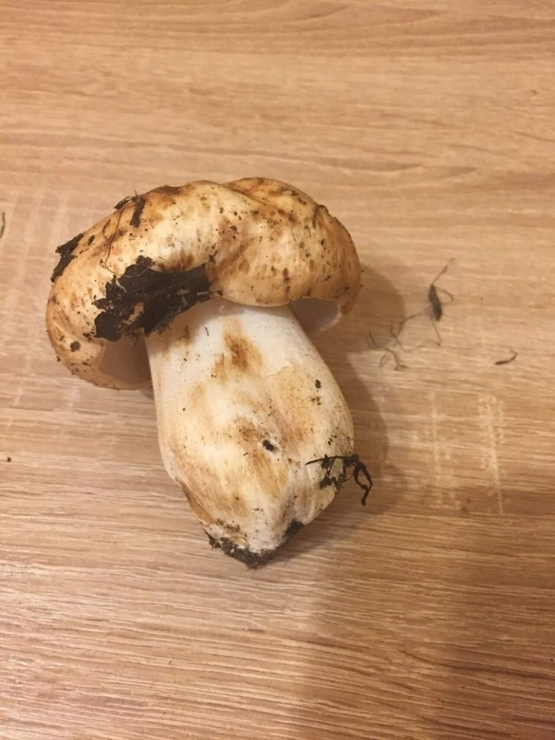 Рядовка Тополевая Tricholoma populinum