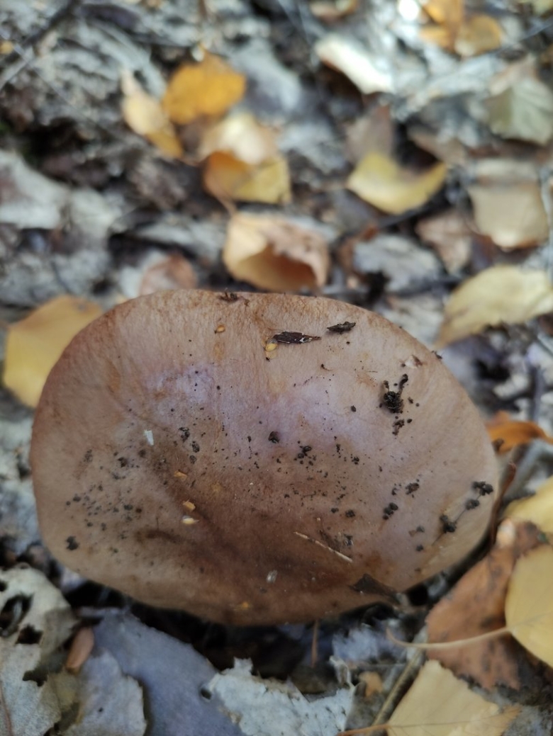 Cortinarius balteatocumatilis