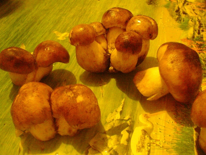 Песочники грибы