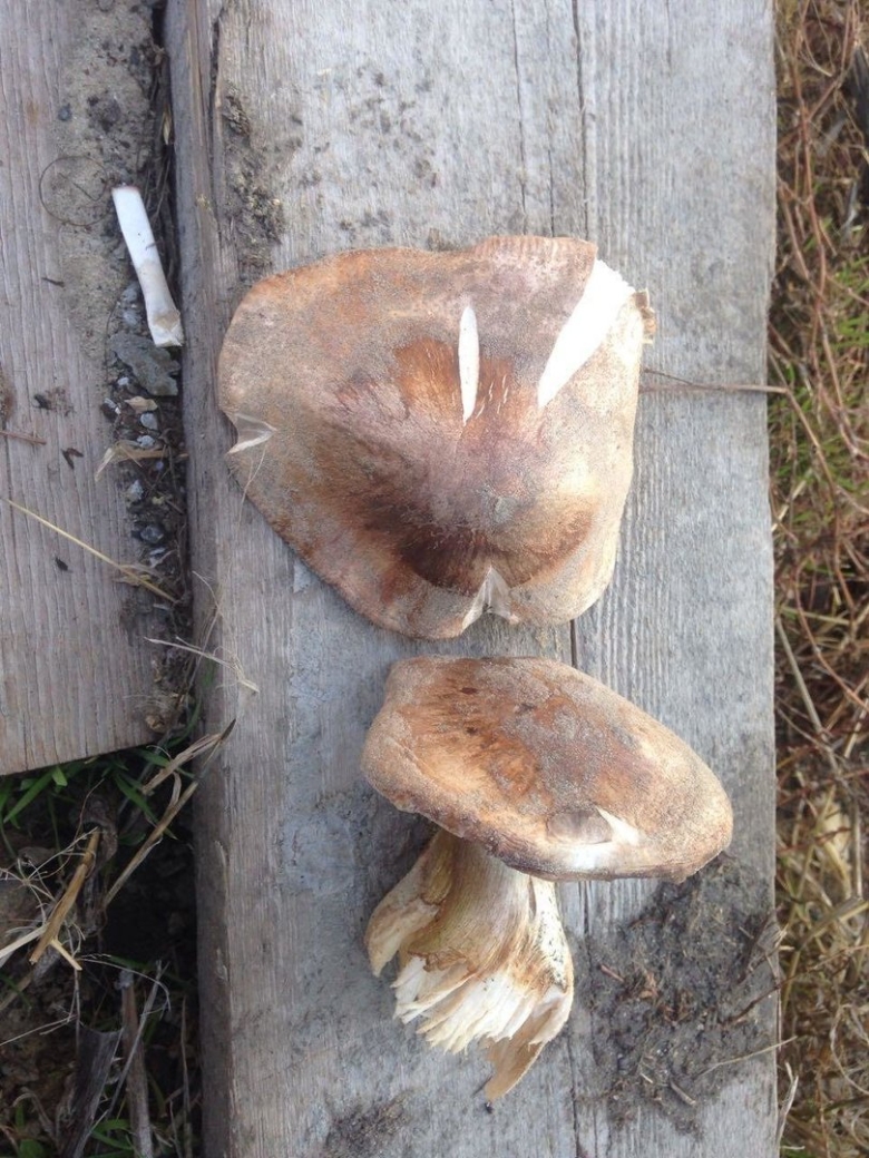 Гриб песчаник съедобный