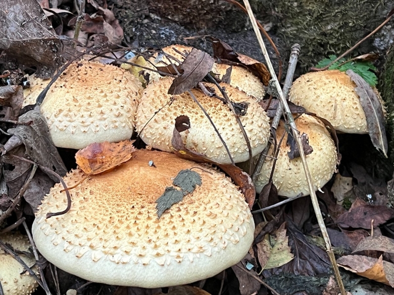 Гриб чешуйчатка обыкновенная pholiota squarrosa