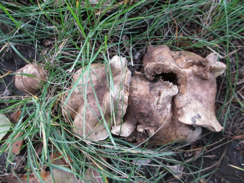 Грибы тополевки рядовки