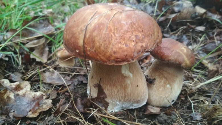 Грибы песочники в Саратовской области