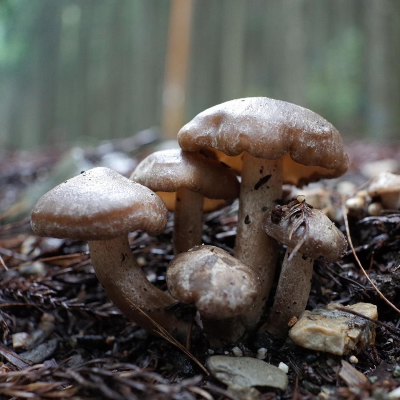 Лиофиллум скученный съедобный гриб