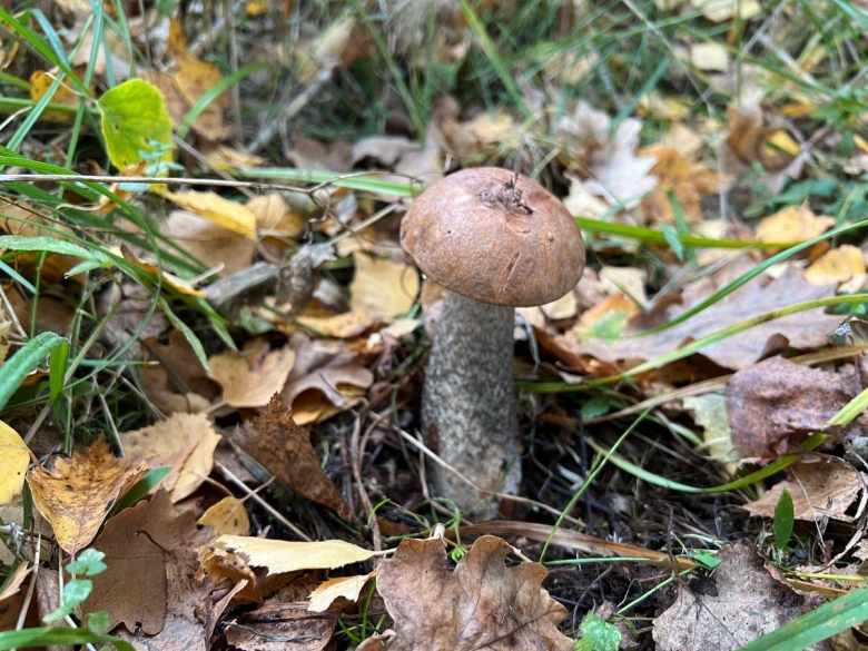 Подберезовик обыкновенный