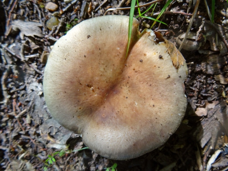 Бледно розовые грибы похожие на подгруздки