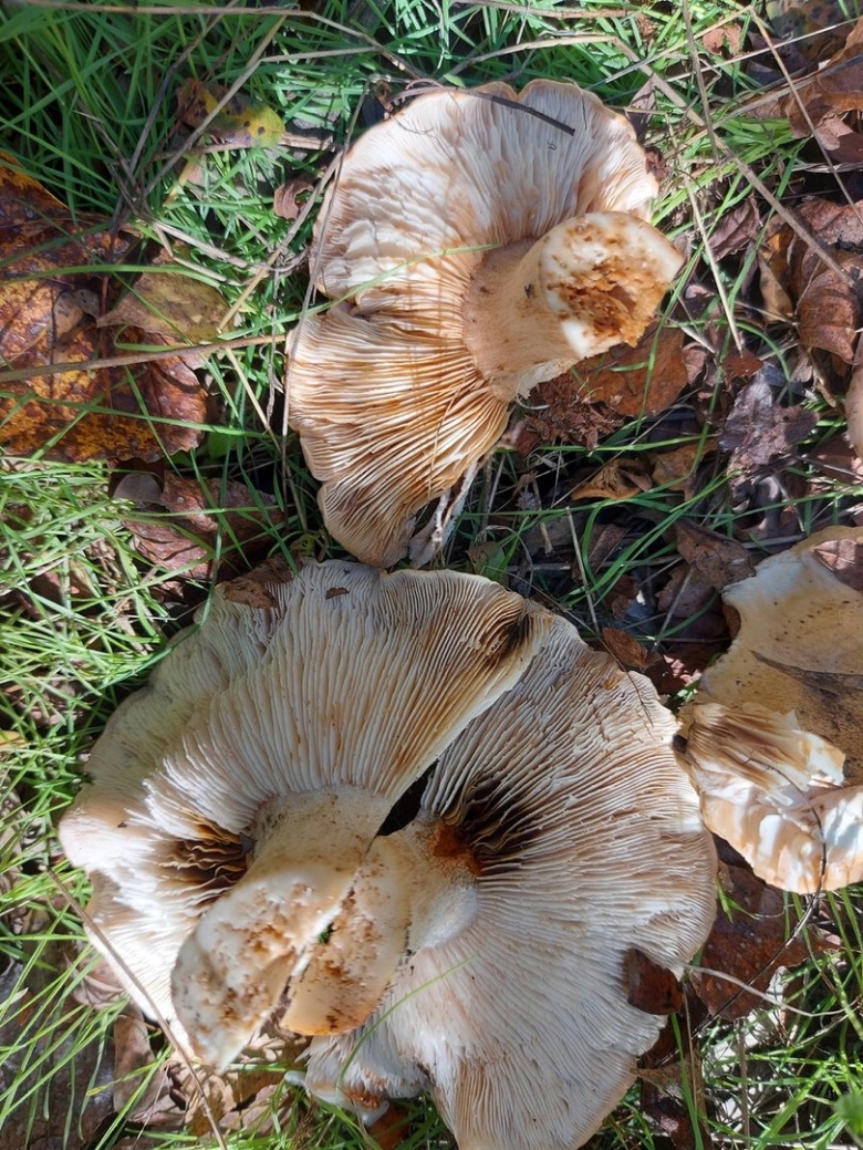Lactarius vinaceorufescens