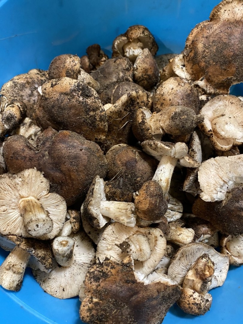 Гриб рядовка опенковидная