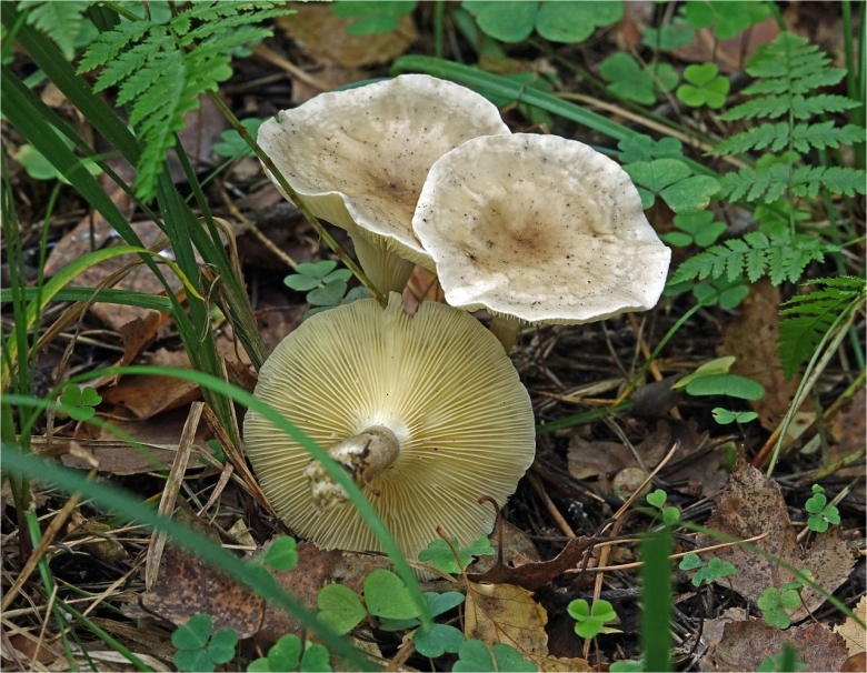 Говорушка подогнутая clitocybe geotropa