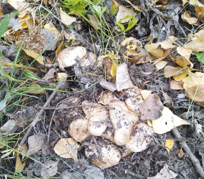 Как растут подтопольники