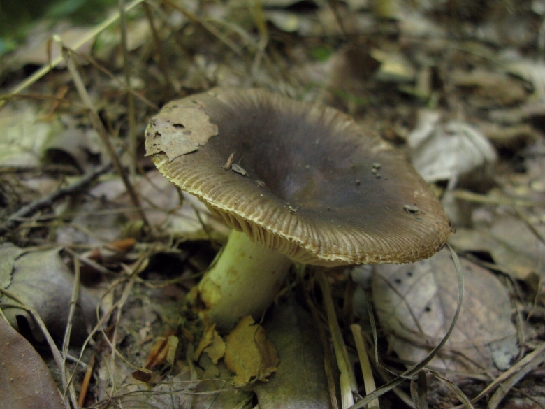 Серый гриб похожий на сыроежку